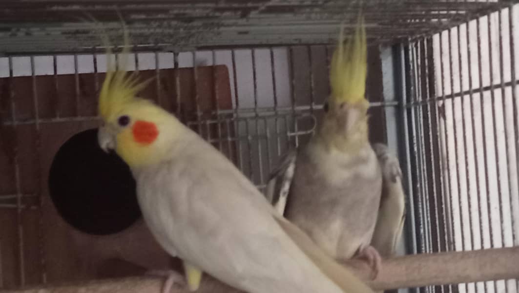 cockatiel pair 0