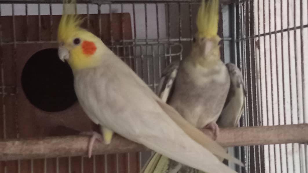 cockatiel pair 1