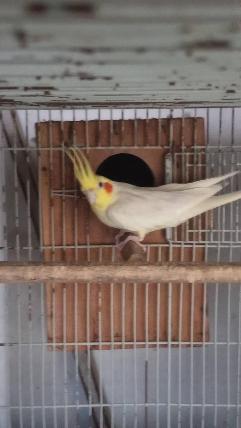 cockatiel pair 2