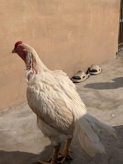 White Heera murga aseel for sale