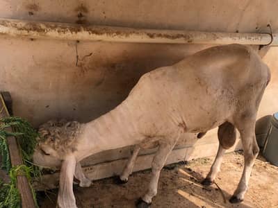 Pure Larkana Gulabi Nasal Sheep