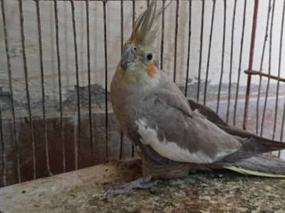 Breader female home breed hy 1500