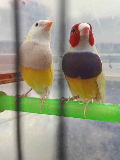 full orange pair and lotino goldian pair