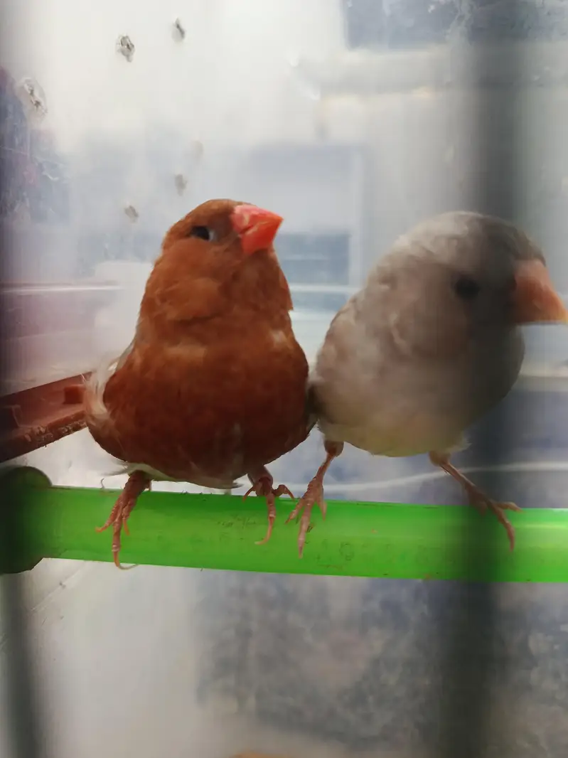 full orange pair and lotino goldian pair — photo 2