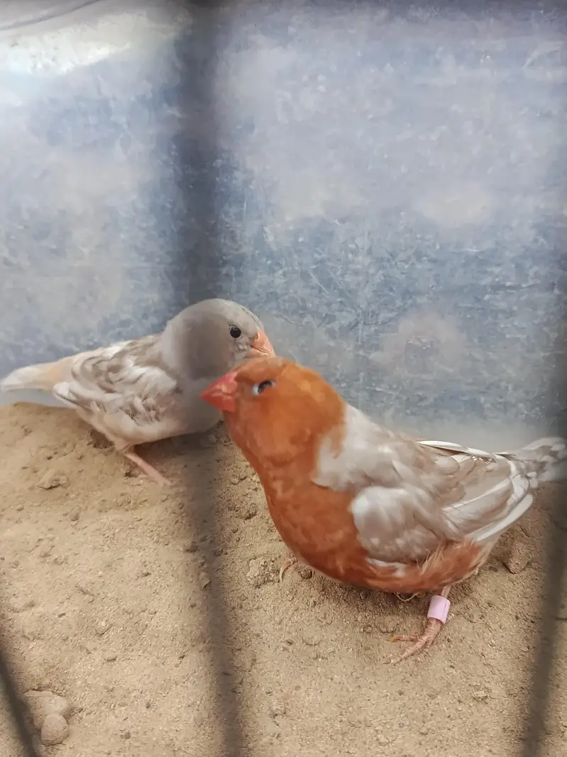 full orange pair and lotino goldian pair — photo 3