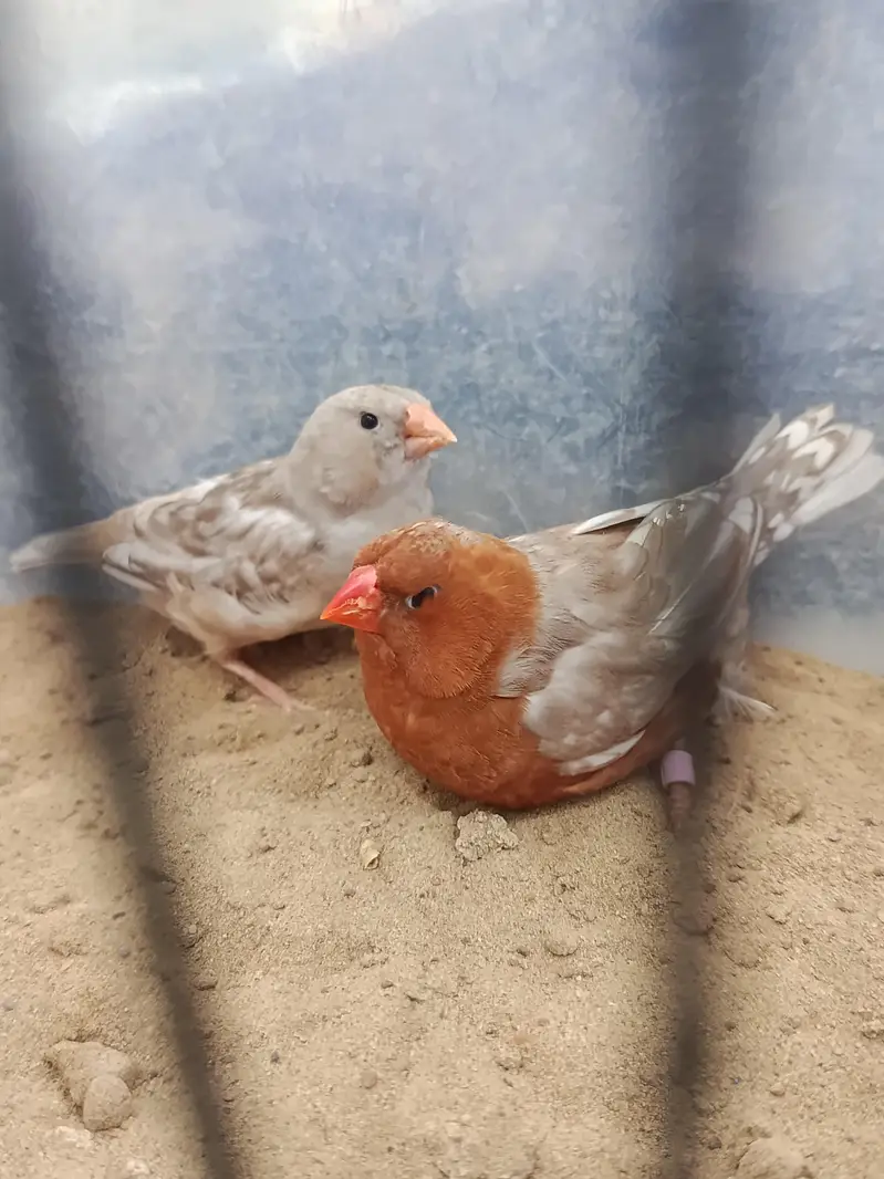 full orange pair and lotino goldian pair — photo 5