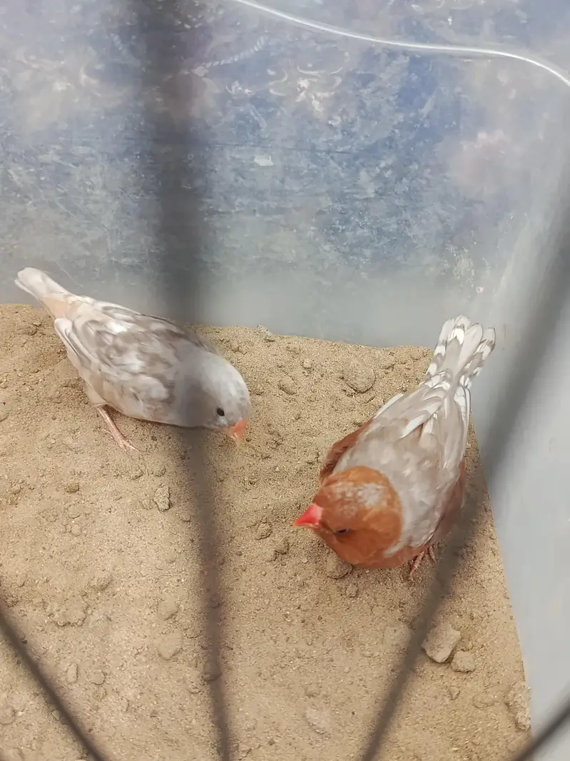 full orange pair and lotino goldian pair — photo 10