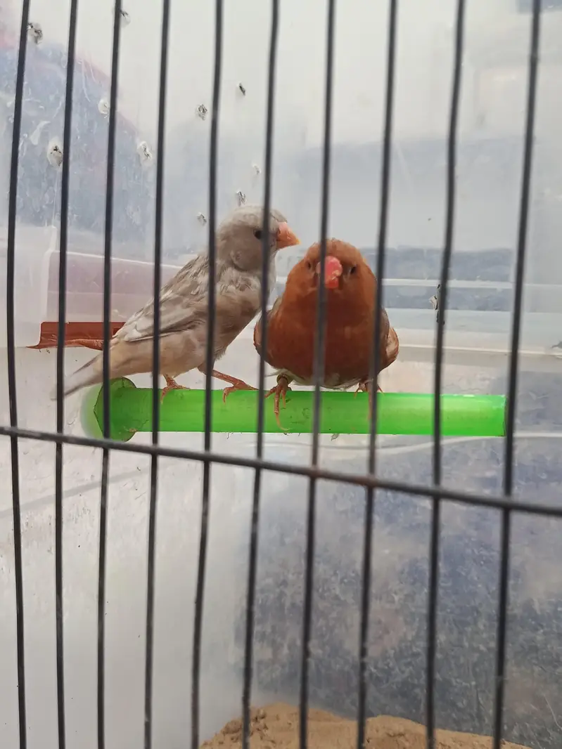 full orange pair and lotino goldian pair — photo 11