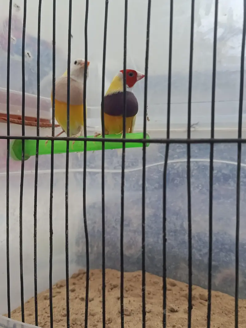 full orange pair and lotino goldian pair — photo 12