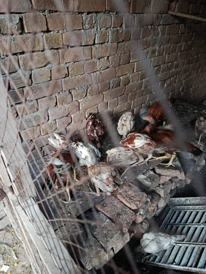 Assel Murga Available 0