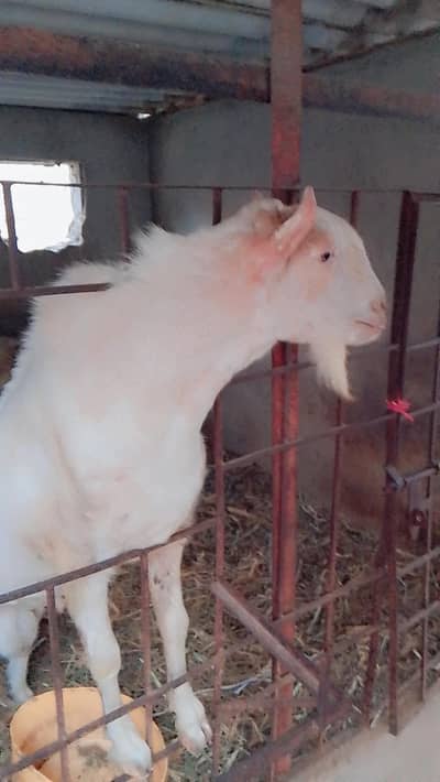 Bakra 4 dant ha