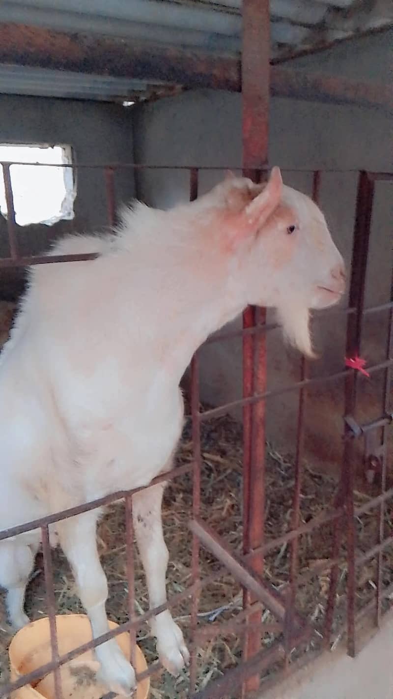 Bakra 4 dant ha 0