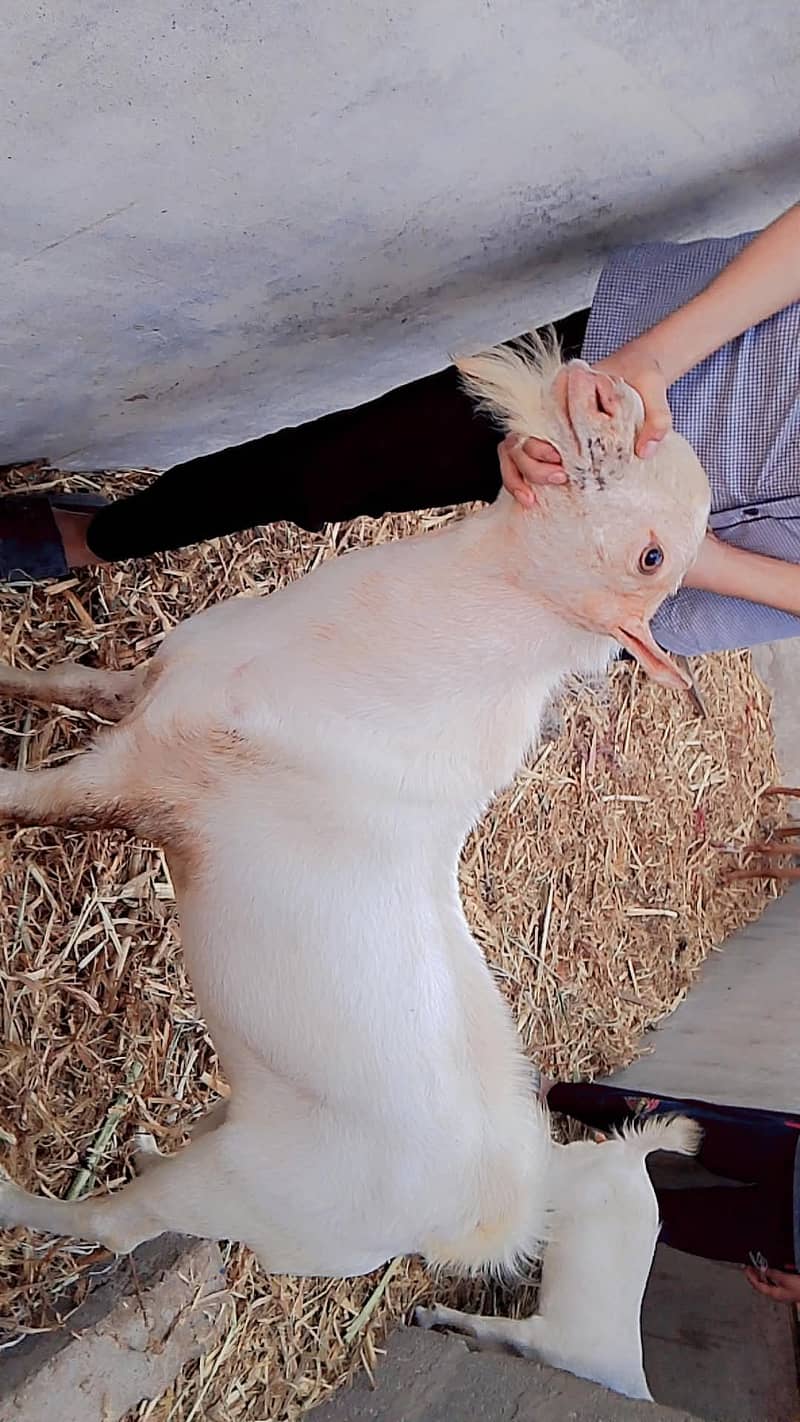Bakra 4 dant ha 1