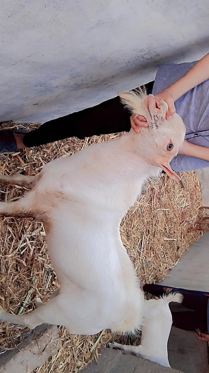 Bakra 4 dant ha — photo 2