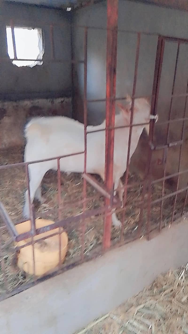 Bakra 4 dant ha 2