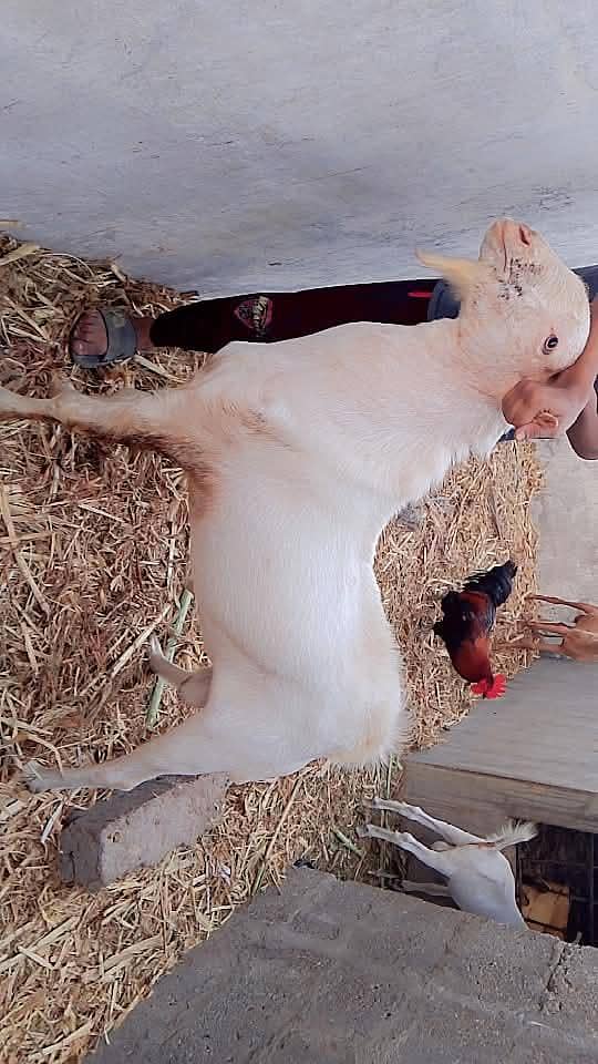 Bakra 4 dant ha 3