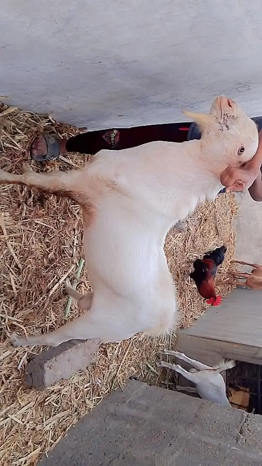 Bakra 4 dant ha — photo 4