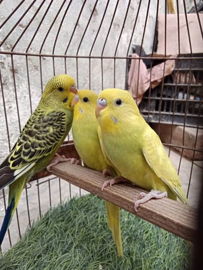 Budgies Pathay for Sale