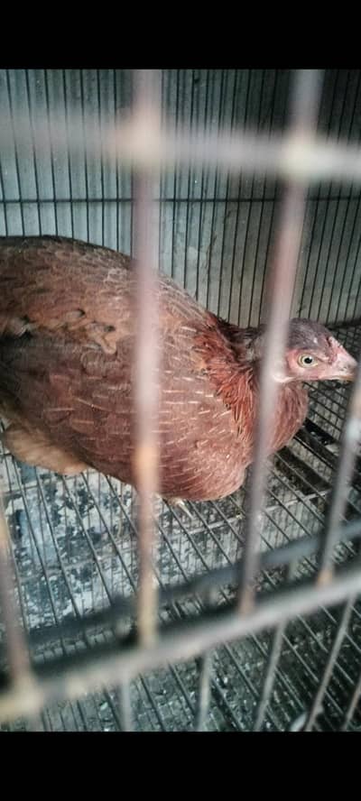kurak hen  kurak female kurak madi foresale