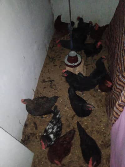 desi hens rir