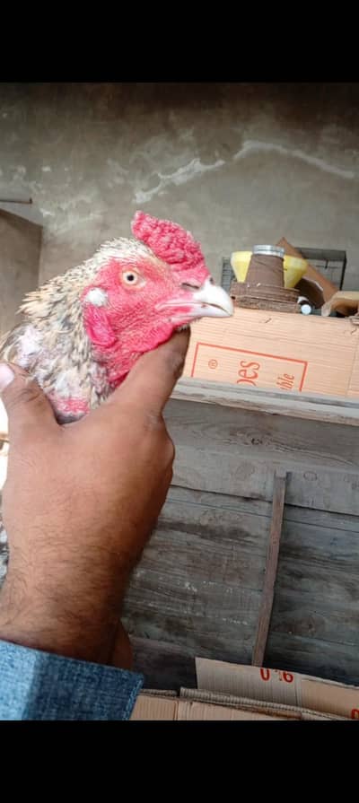 aseel breeder pair mazboot joor