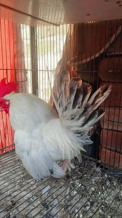Black Tail Japanese Bantam Pair