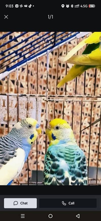 Astalieaan birds pairs Available health Active pairs