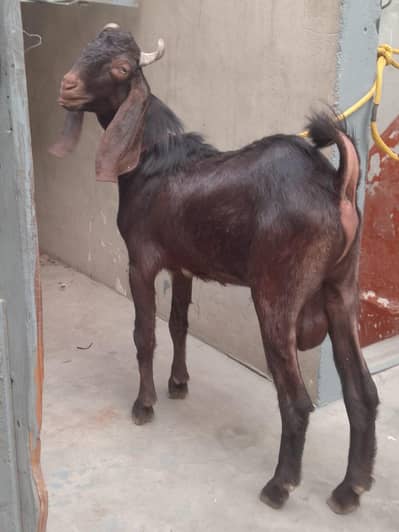 bakra Qurbani 2027k lie wtb nmbr 03181237677