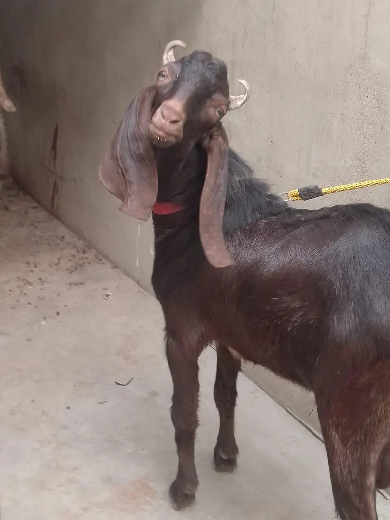 bakra Qurbani 2027k lie wtb nmbr 03181237677 — photo 2