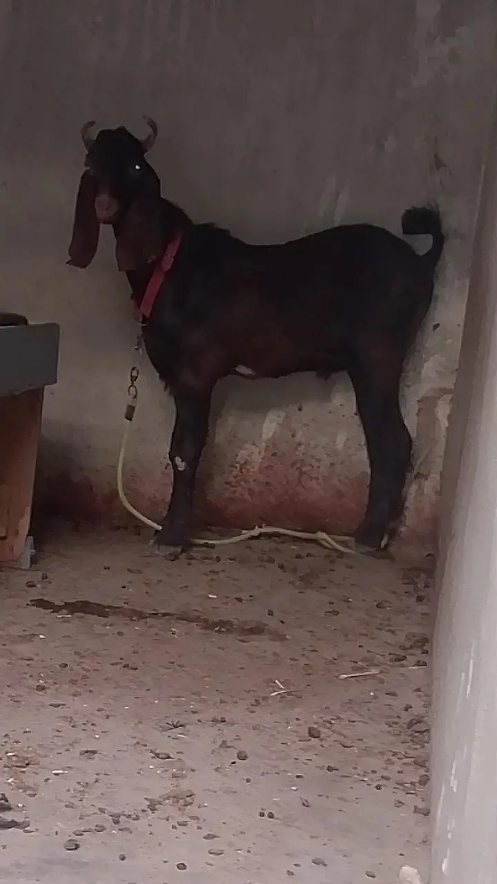 bakra Qurbani 2027k lie wtb nmbr 03181237677 — photo 3