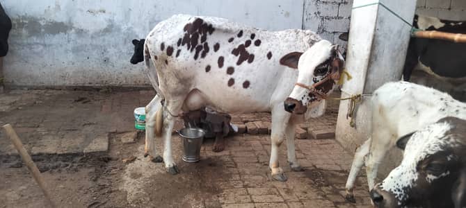 Cow for sale