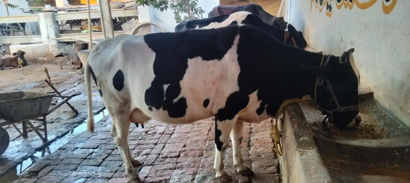 Cow for sale — photo 2