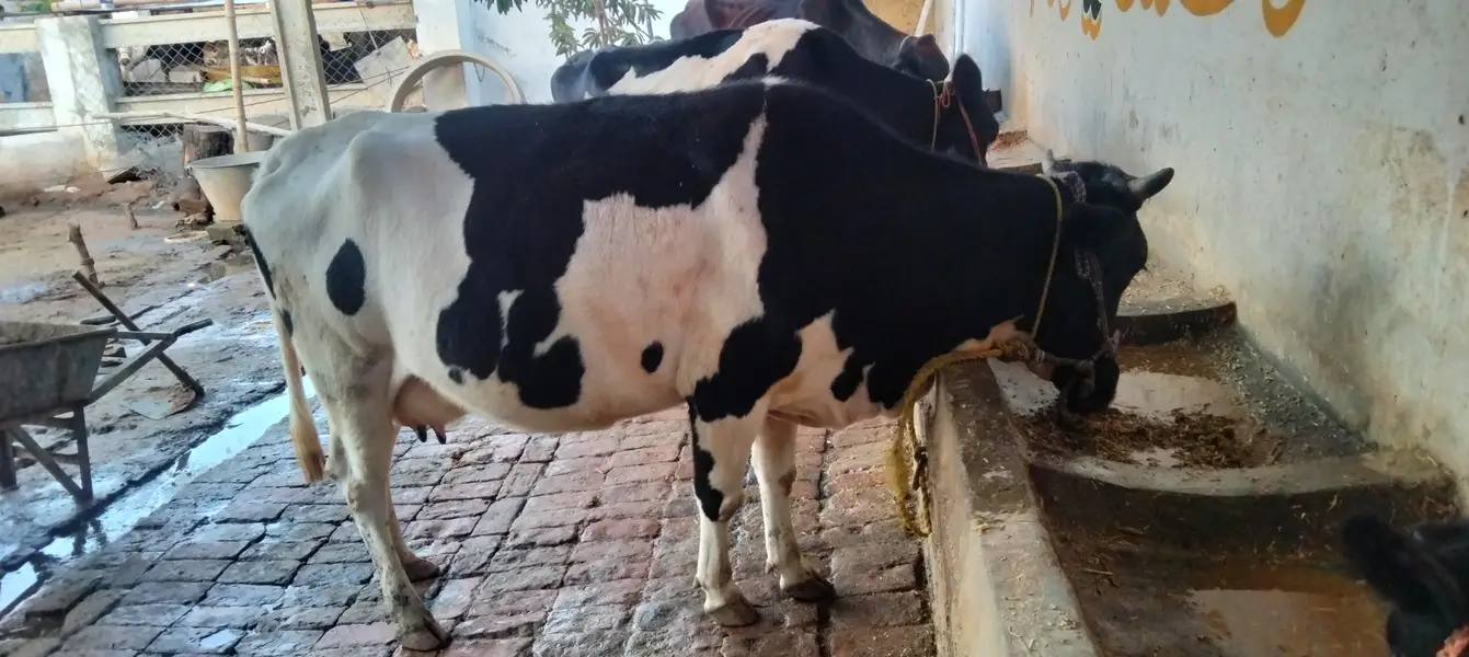 Cow for sale — photo 3