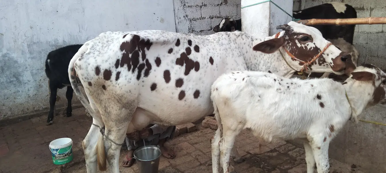 Cow for sale — photo 4