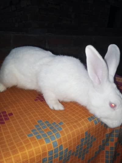 NewZealand rabbit