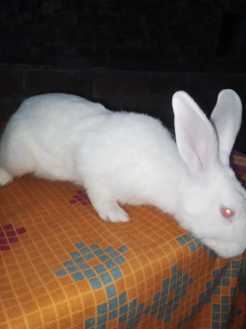 NewZealand rabbit