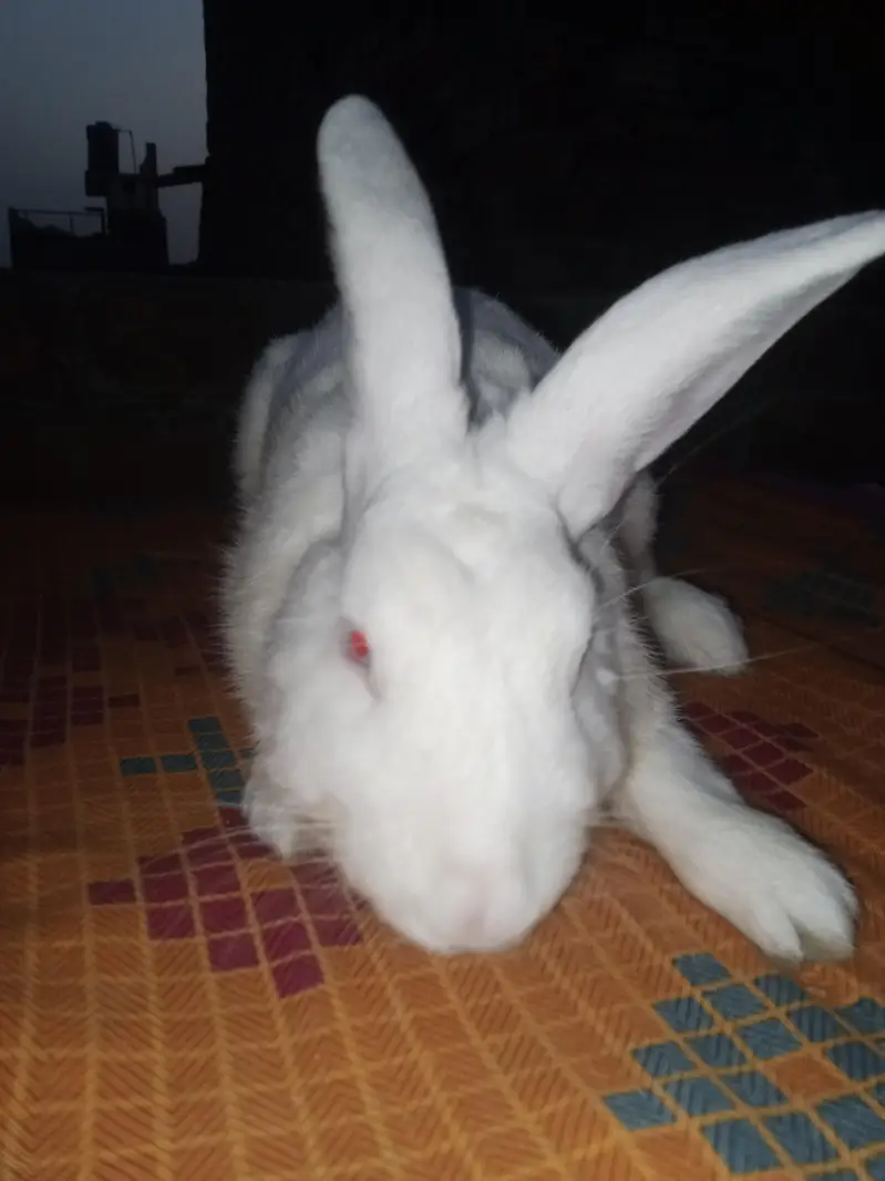 NewZealand rabbit — photo 2