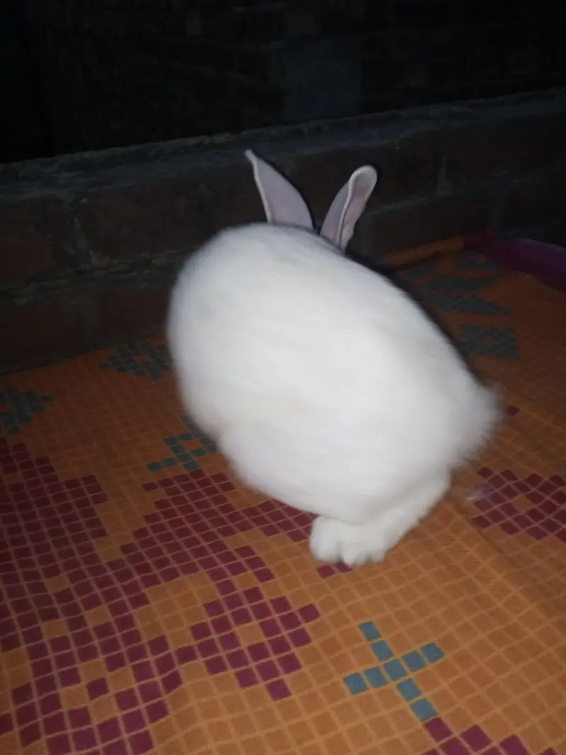 NewZealand rabbit — photo 3