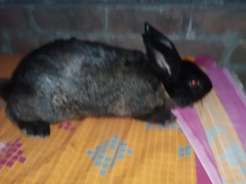 NewZealand rabbit — photo 4