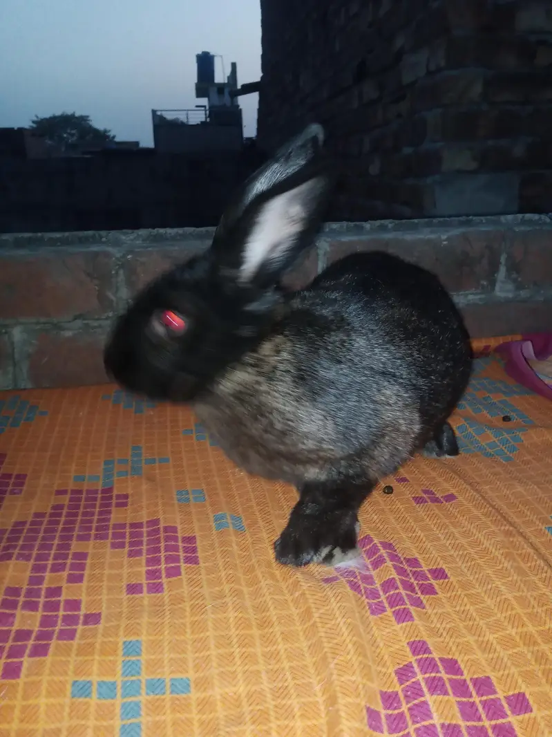 NewZealand rabbit — photo 5