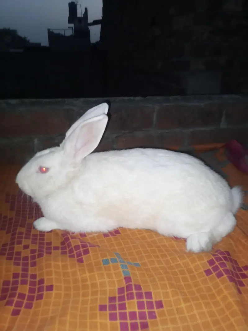 NewZealand rabbit — photo 6