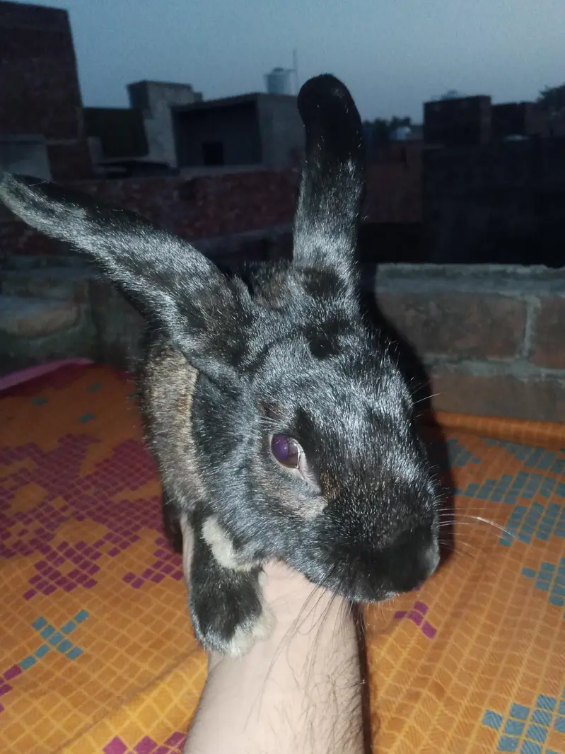 NewZealand rabbit — photo 7