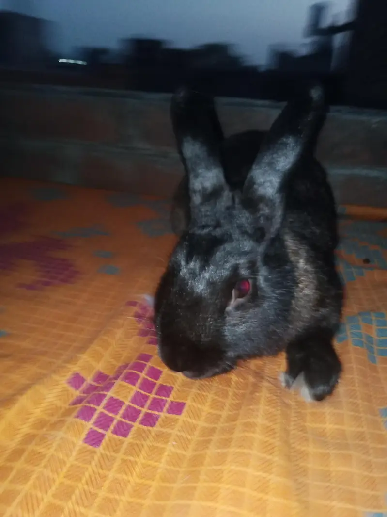 NewZealand rabbit — photo 8