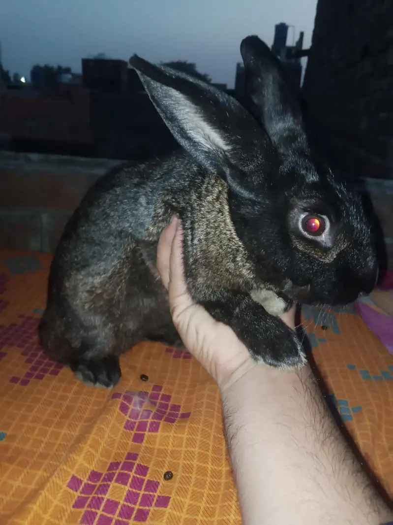 NewZealand rabbit — photo 9