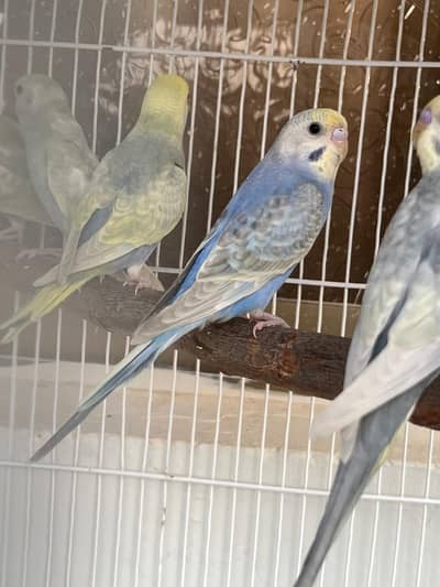 Rainbow budjies pair