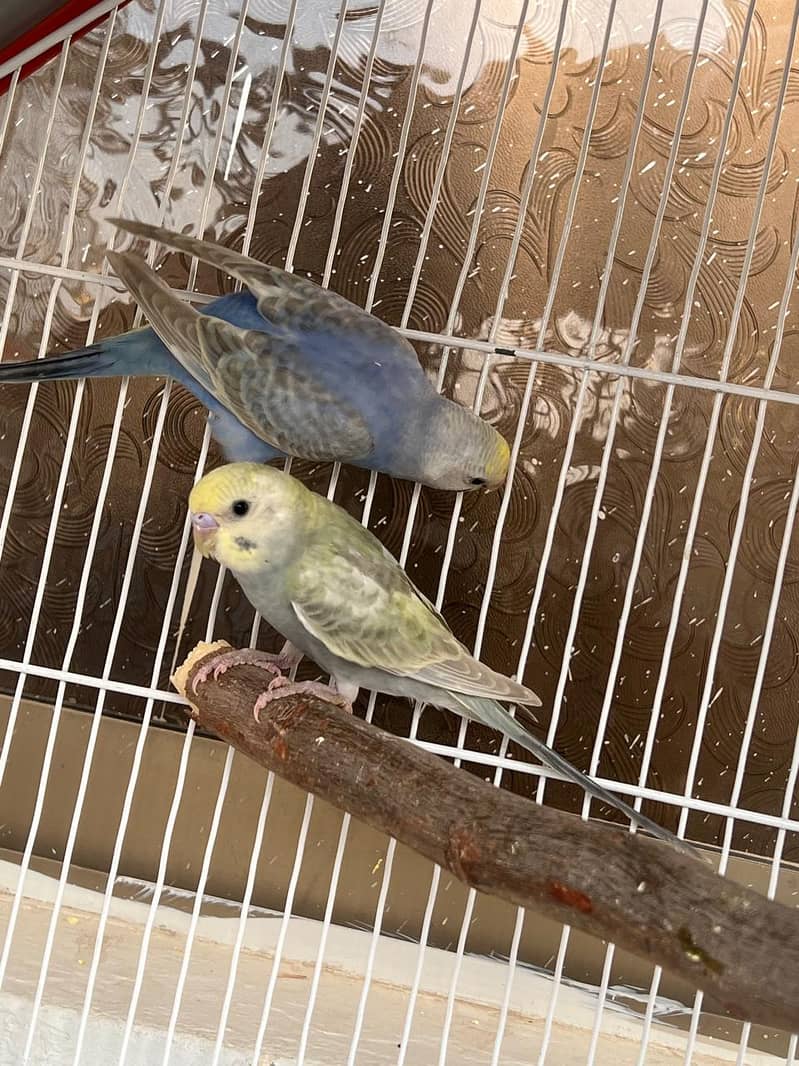 Rainbow budjies pair 1