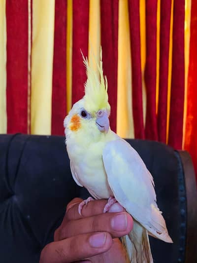 Handtame Ringneck and cocktail