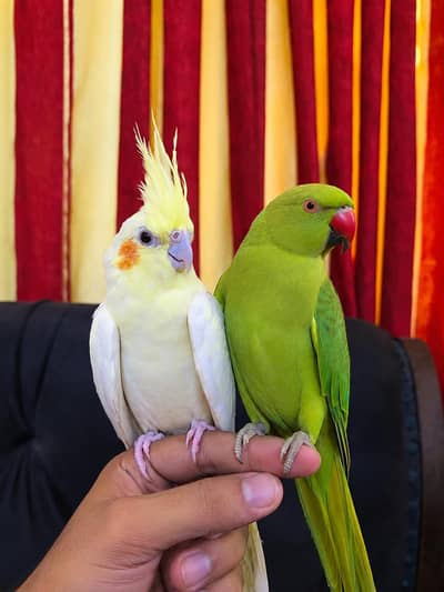 Handtame Ringneck and cocktail