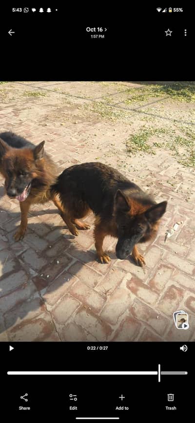 Male Female pedigree German shepherd Adult age 3y+