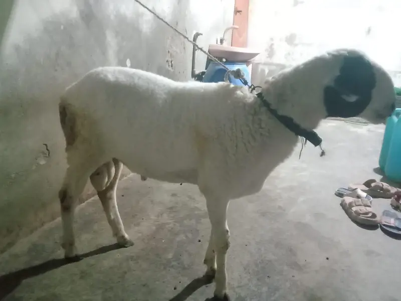Mundra Cross hai